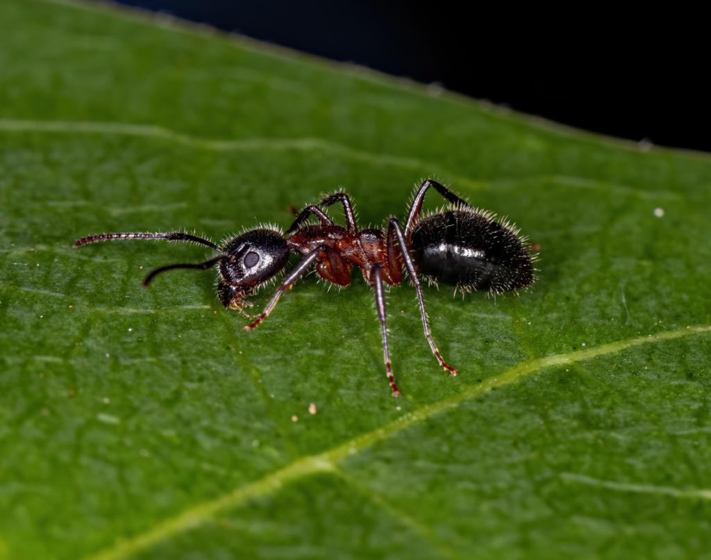 Odorous Ants Control