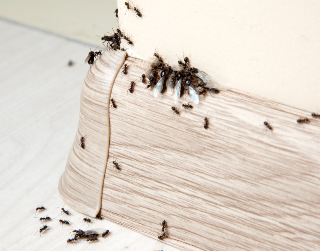 Odorous Ants CONTROL