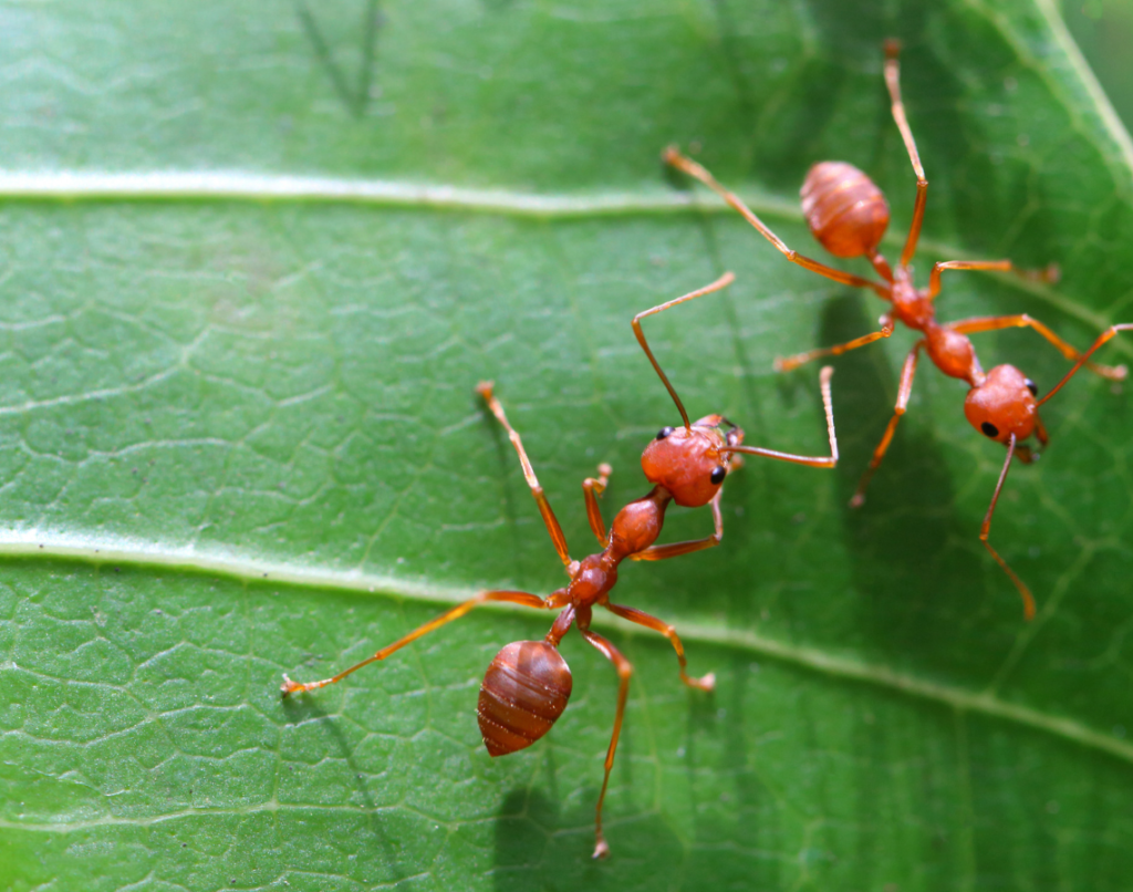 PHARAOH Ants Control
