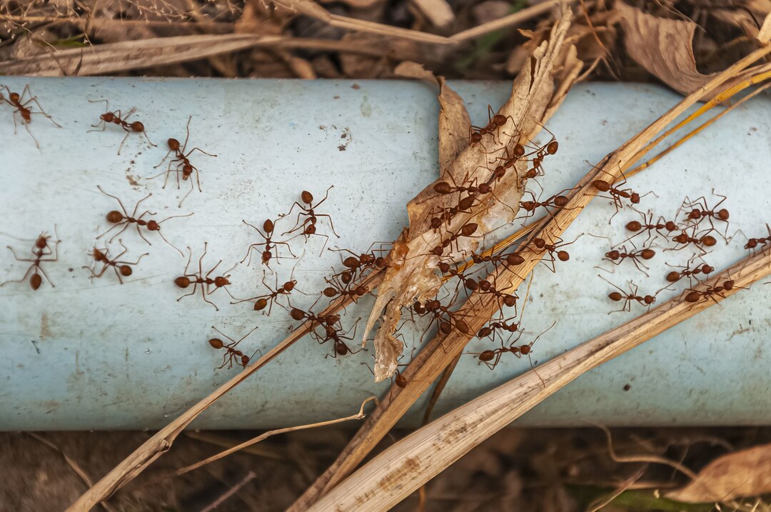 Ant Control