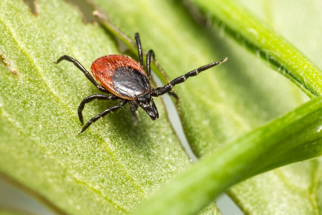 Ticks Control